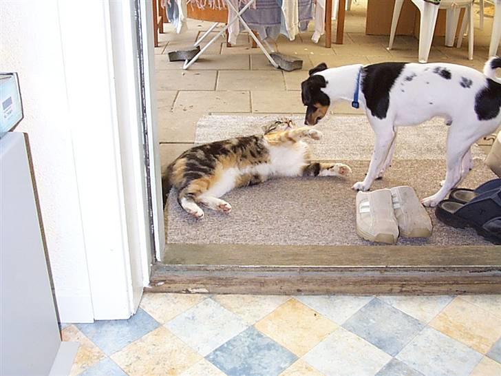 Dansk svensk gaardhund lukas billede 8