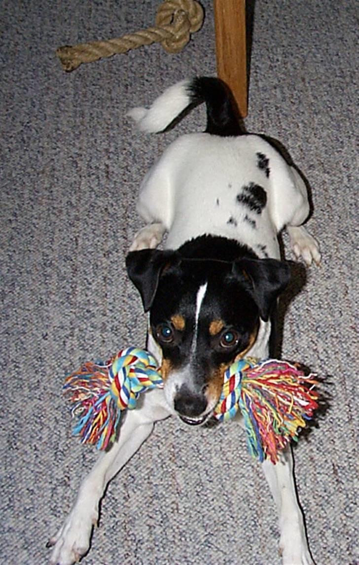 Dansk svensk gaardhund lukas billede 9