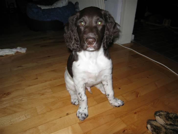 Kleiner münsterländer kimbo (Løvmosen´s Ask) billede 1