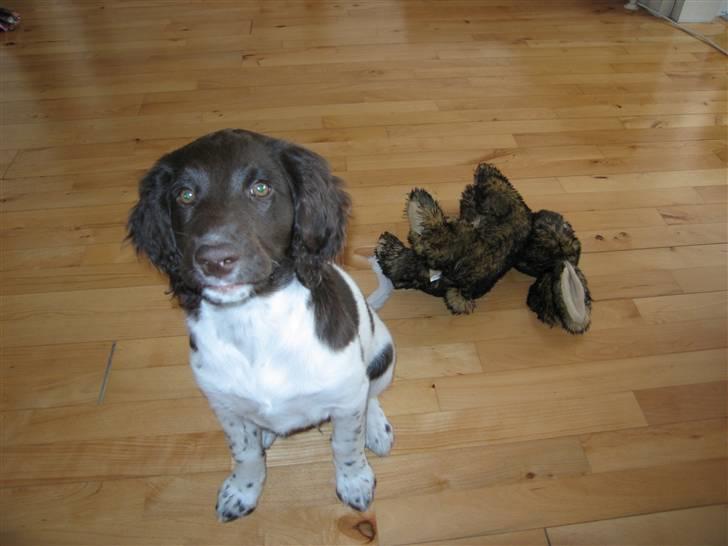 Kleiner münsterländer kimbo (Løvmosen´s Ask) billede 2