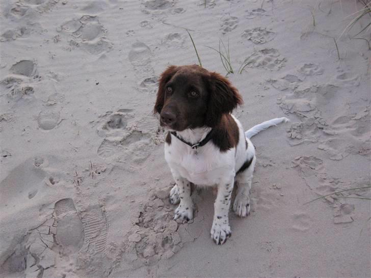 Kleiner münsterländer kimbo (Løvmosen´s Ask) billede 3