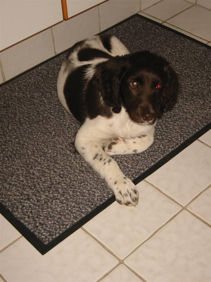 Kleiner münsterländer kimbo (Løvmosen´s Ask) billede 4