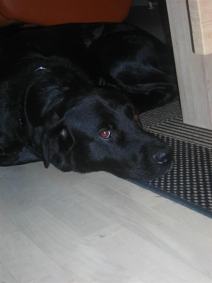 Labrador retriever king ( R.I.P <3 aflivet) billede 13