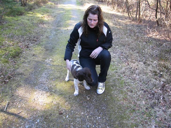 Kleiner münsterländer kimbo (Løvmosen´s Ask) billede 5