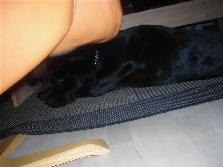 Labrador retriever king ( R.I.P <3 aflivet) billede 14