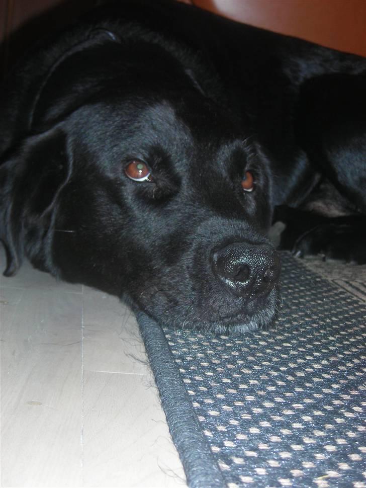 Labrador retriever king ( R.I.P <3 aflivet) billede 15