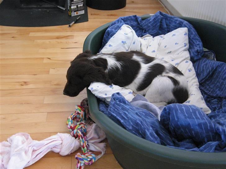 Kleiner münsterländer kimbo (Løvmosen´s Ask) billede 6