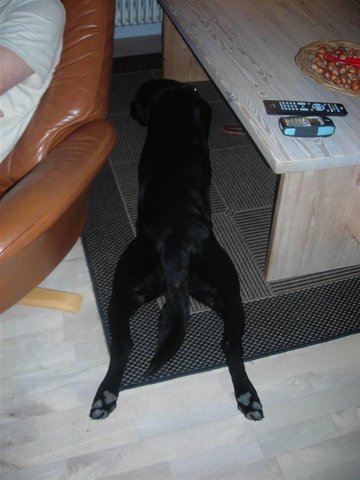 Labrador retriever king ( R.I.P <3 aflivet) billede 16