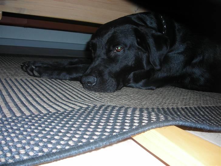 Labrador retriever king ( R.I.P <3 aflivet) billede 17