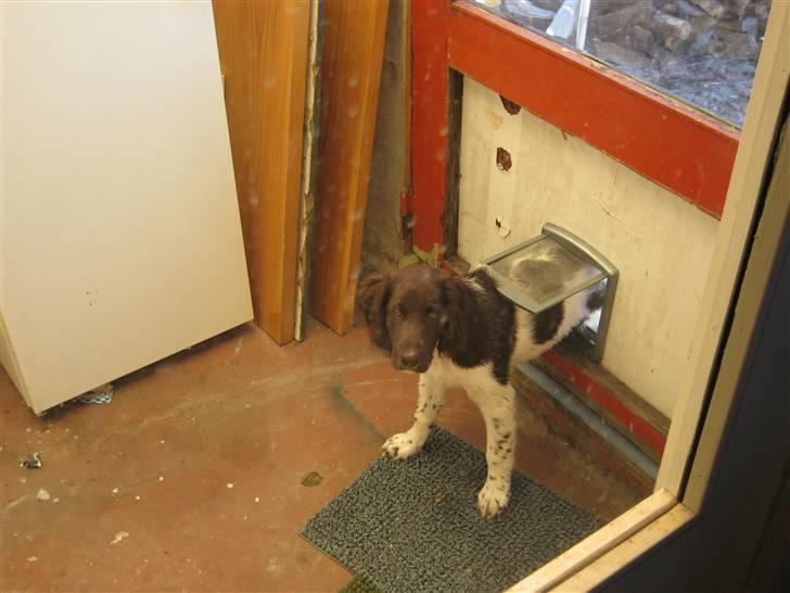 Kleiner münsterländer kimbo (Løvmosen´s Ask) billede 7