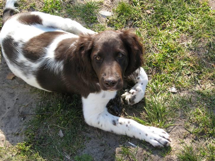 Kleiner münsterländer kimbo (Løvmosen´s Ask) billede 8