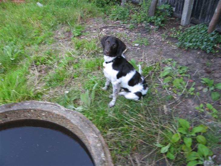 Kleiner münsterländer kimbo (Løvmosen´s Ask) billede 9