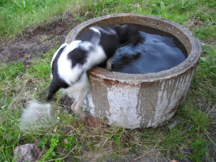 Kleiner münsterländer kimbo (Løvmosen´s Ask) billede 10