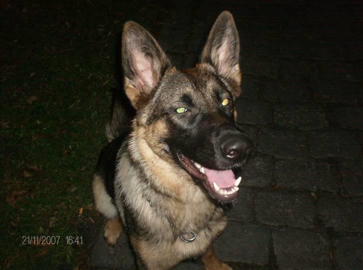 Schæferhund Mascha - her er jeg ude at gå tur billede 1