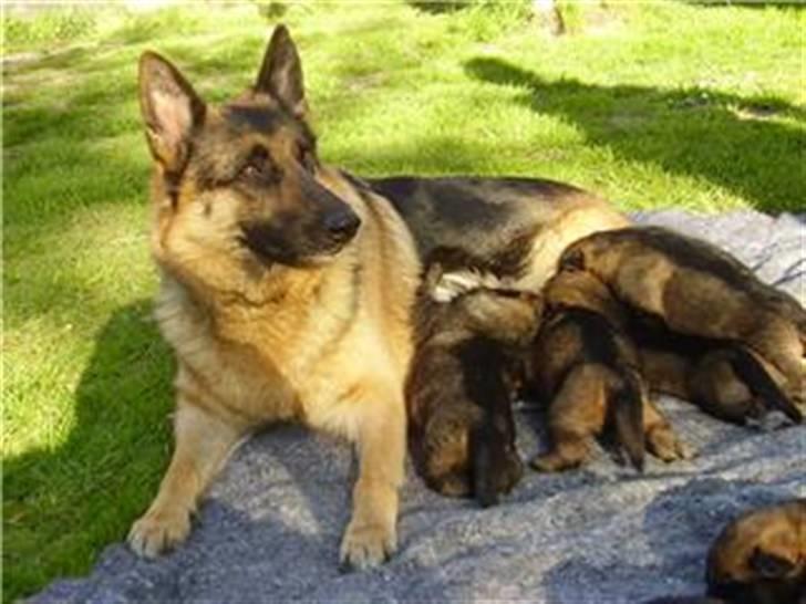 Schæferhund Mascha - her er vi alle samme med min mor sascha billede 2