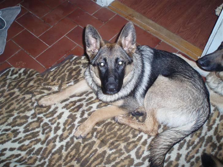 Schæferhund Mascha - her er jeg 6 måneder billede 3