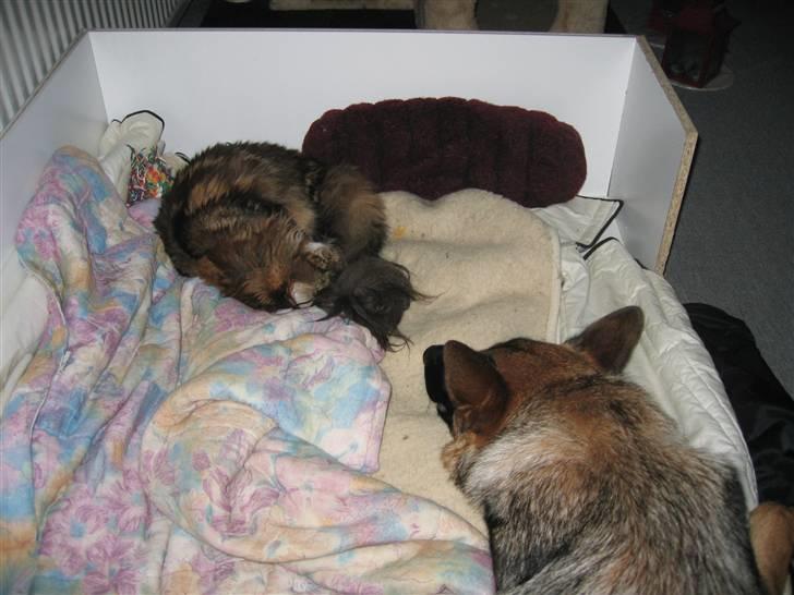 Schæferhund Mascha - også sover jeg efter en lang dag, samme med katten billede 4