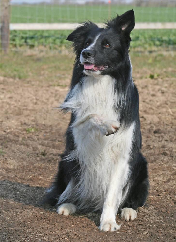 Border collie Barny billede 18