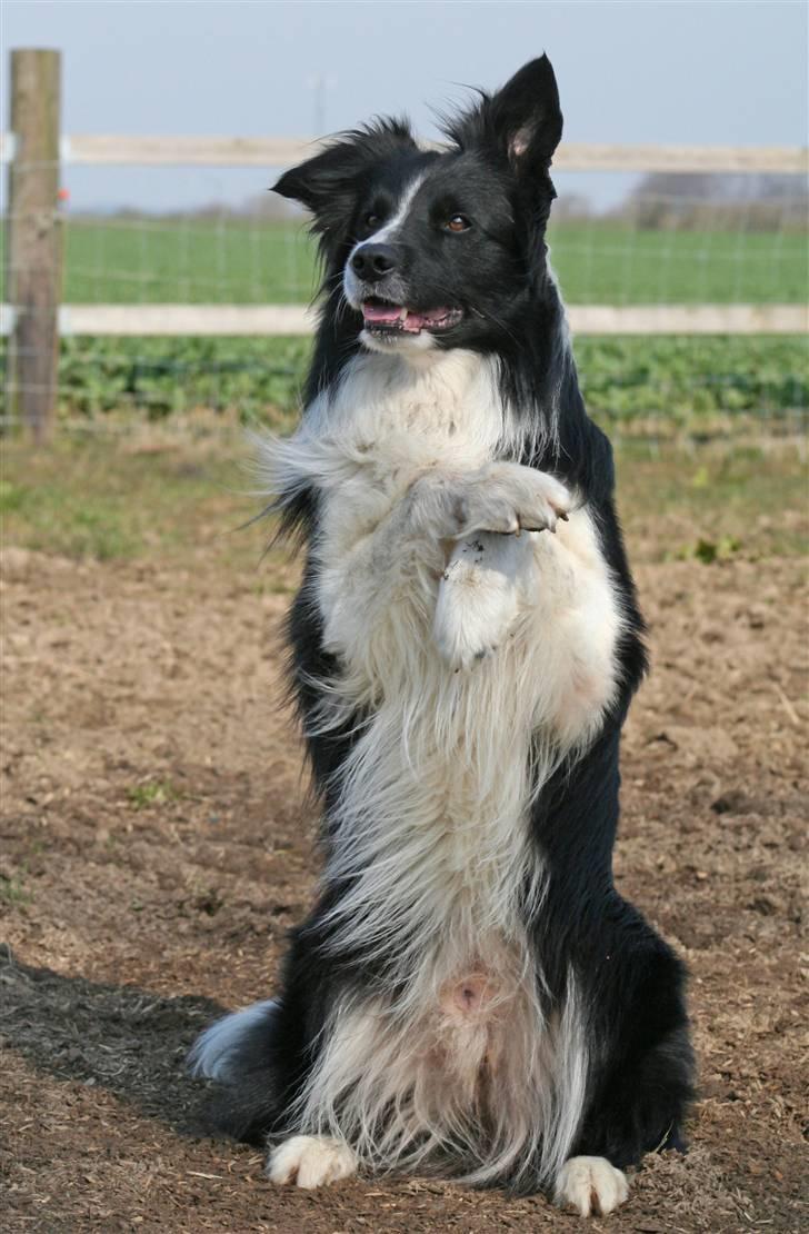 Border collie Barny billede 19