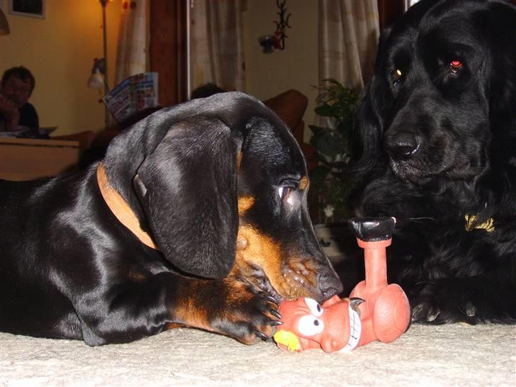 Gravhund Genie billede 13