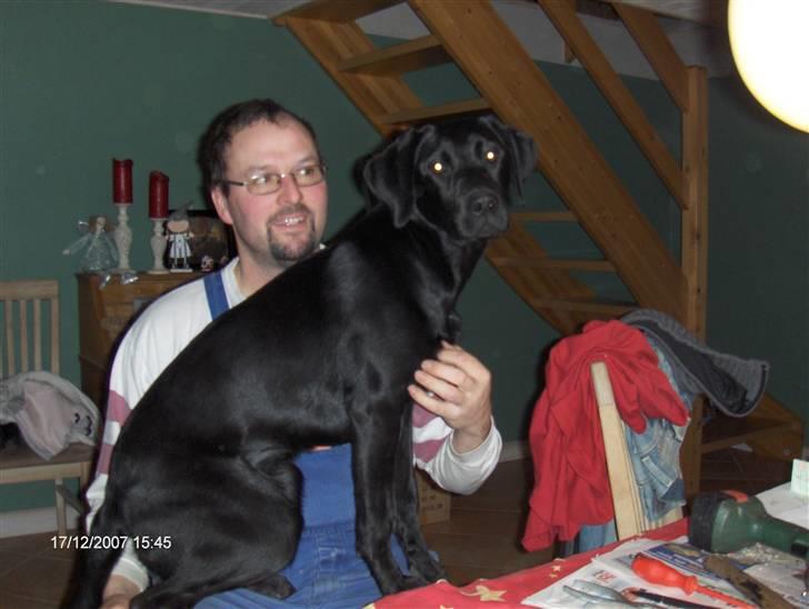 Labrador retriever emma  ( I himlen )- sasja - jeg er bare min far´s skødebarn billede 6