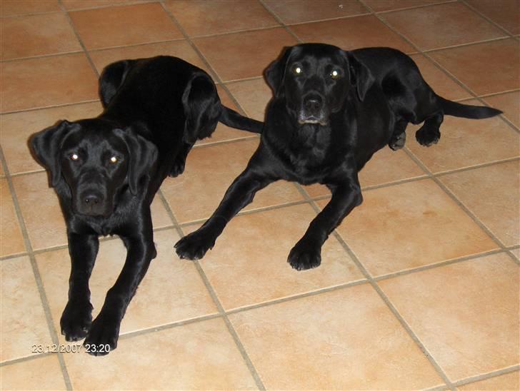 Labrador retriever emma  ( I himlen )- sasja - mig og min mormor billede 7