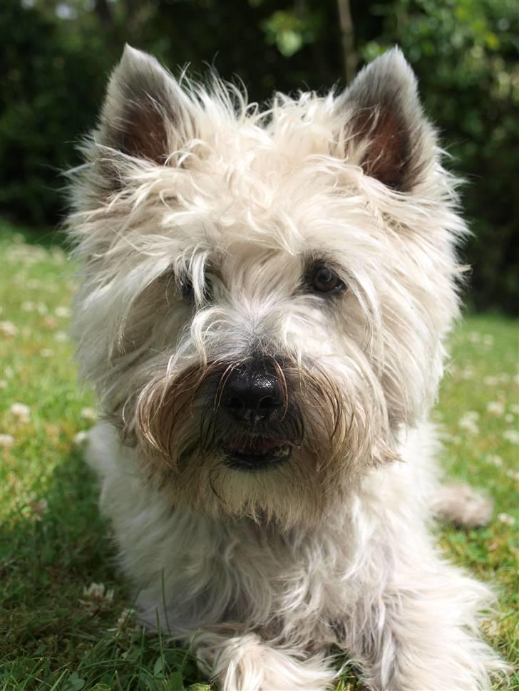 Cairn terrier Micci - Velkommen til vores dejlige Cairn Terriers profil.  billede 1