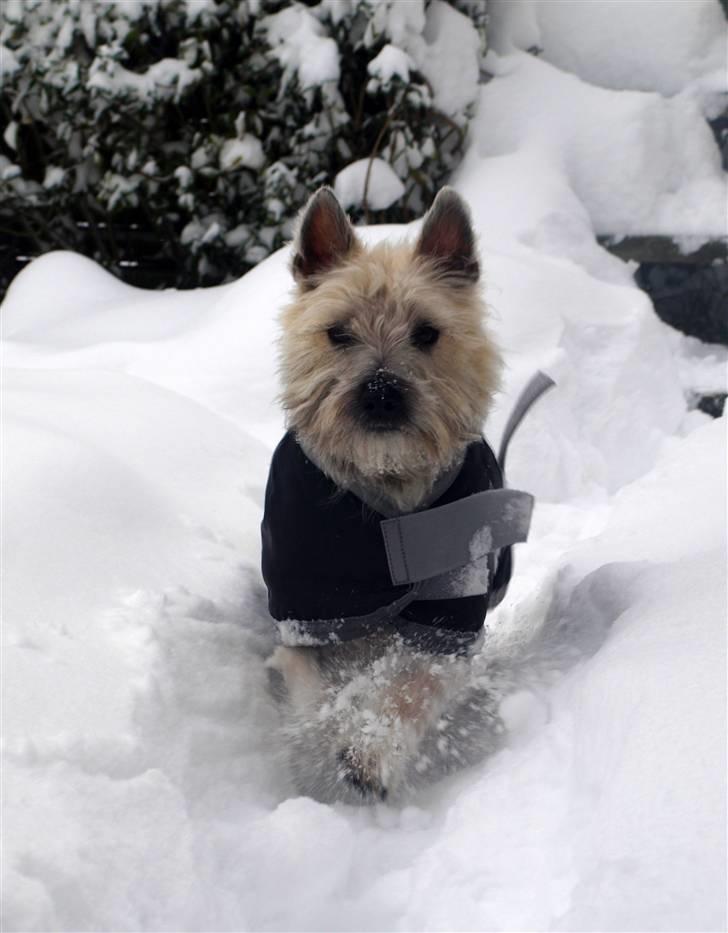 Cairn terrier Micci - D. 17/12 2009. Fuld fart i sneen :-)  billede 4