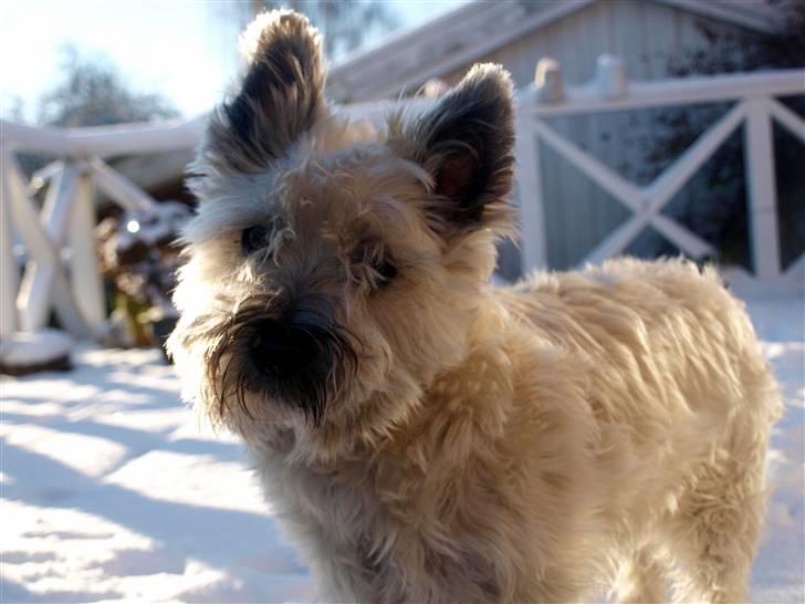 Cairn terrier Micci billede 5