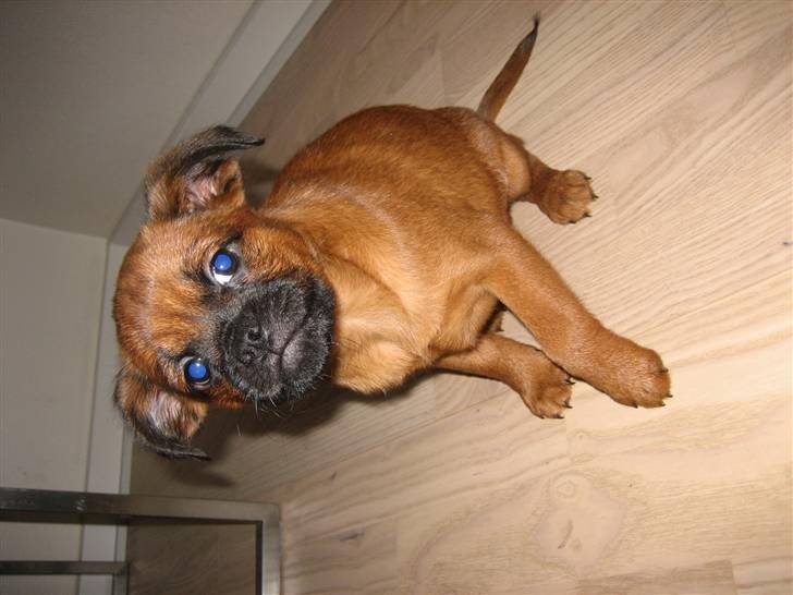 Griffon petit brabancon buster. billede 1