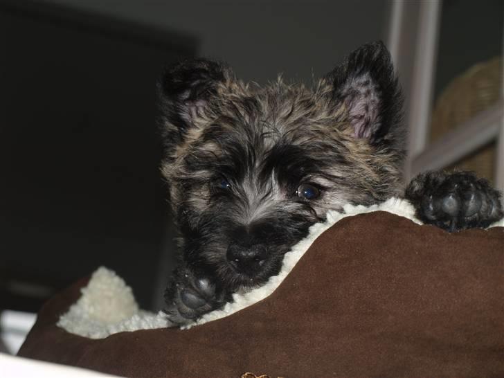 Cairn terrier Micci - Her er han en helt lille hvalp:D Vi har næsten lige fået ham. billede 6