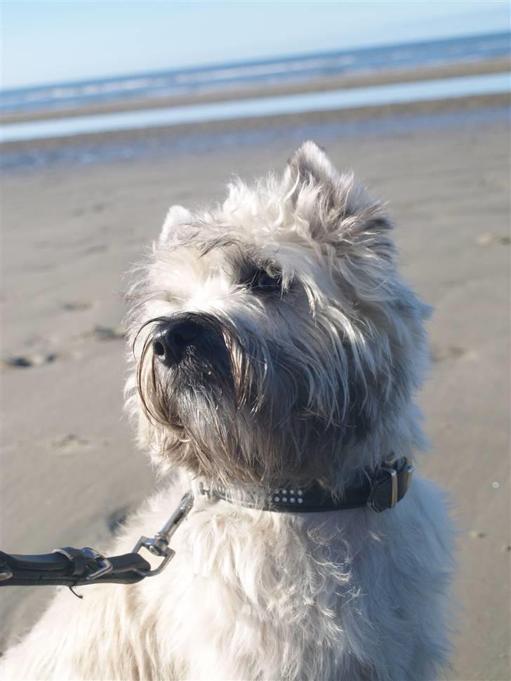 Cairn terrier Micci - På Rømø strand, vinterferien 09. billede 7