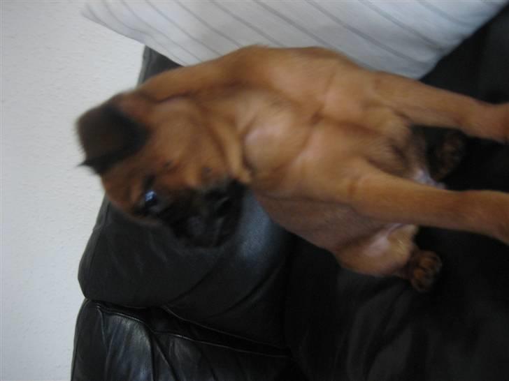 Griffon petit brabancon buster. billede 2