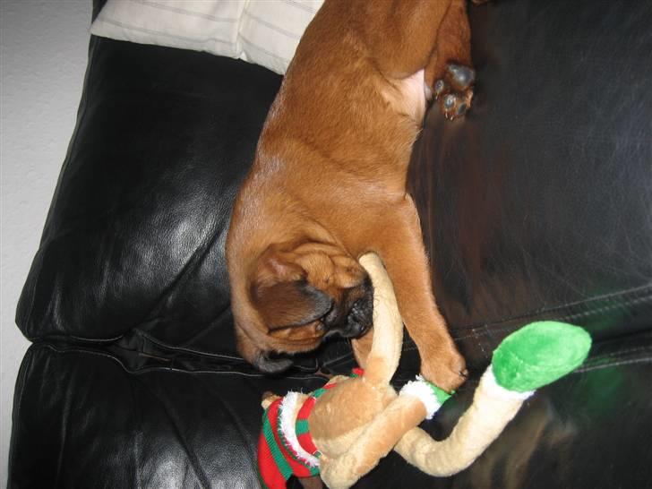 Griffon petit brabancon buster. billede 3