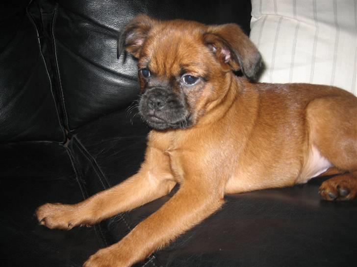 Griffon petit brabancon buster. billede 4