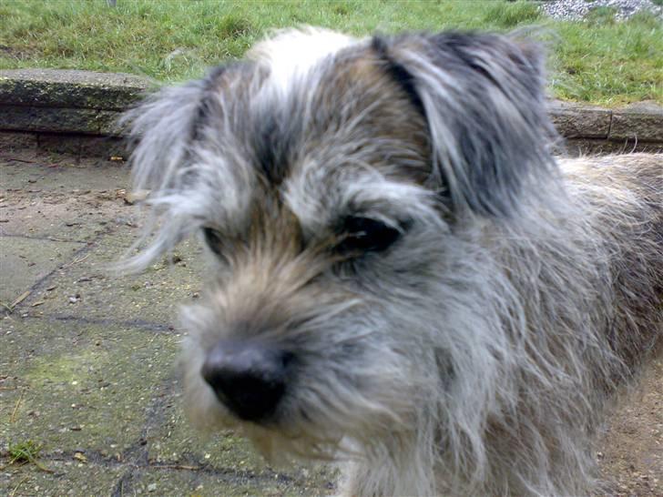 Border terrier † Darwin † billede 9