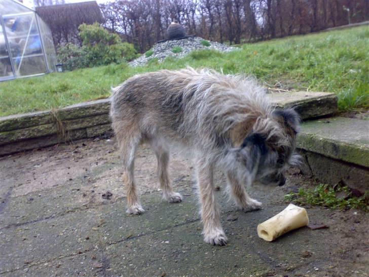 Border terrier † Darwin † billede 11