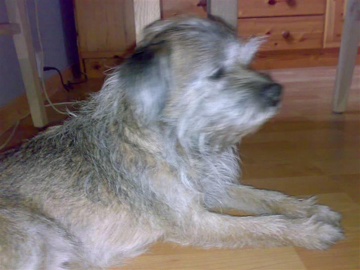 Border terrier † Darwin † billede 12