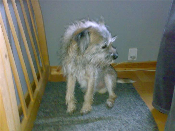 Border terrier † Darwin † billede 14