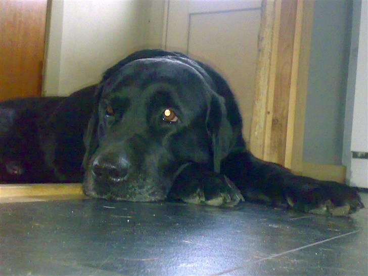 Labrador retriever † Loke †<3 savnet. billede 13
