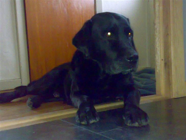 Labrador retriever † Loke †<3 savnet. billede 14