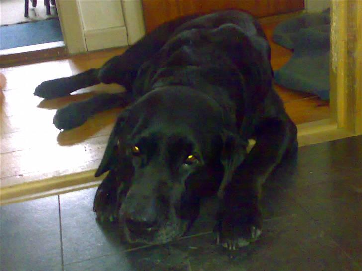 Labrador retriever † Loke †<3 savnet. billede 15