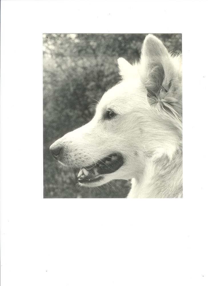 Samojedhund Chiki (død) billede 2