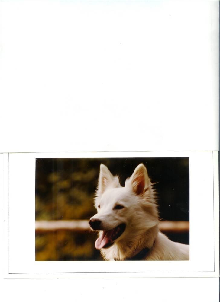 Samojedhund Chiki (død) billede 3