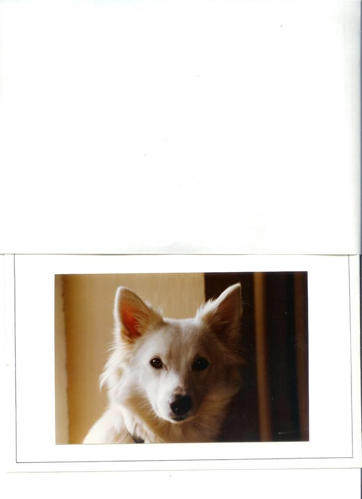 Samojedhund Chiki (død) billede 4