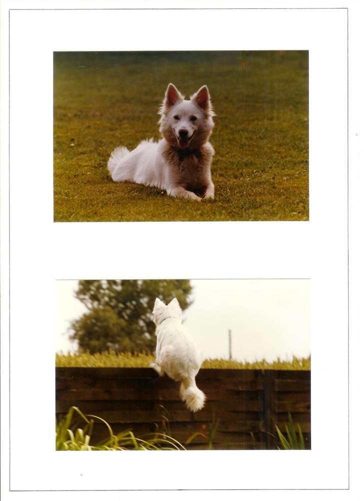 Samojedhund Chiki (død) billede 5