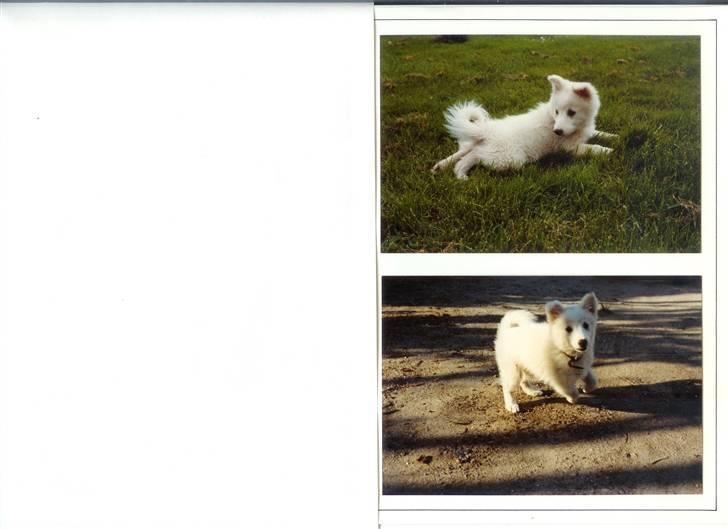 Samojedhund Chiki (død) billede 6