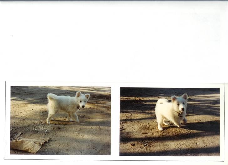 Samojedhund Chiki (død) billede 7