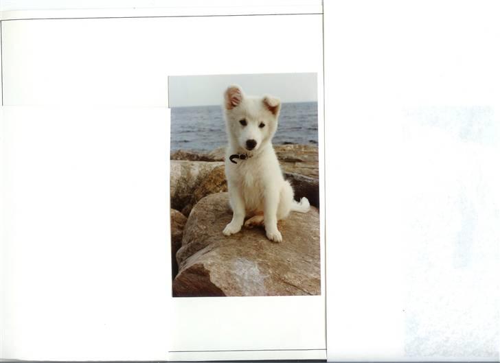 Samojedhund Chiki (død) billede 8