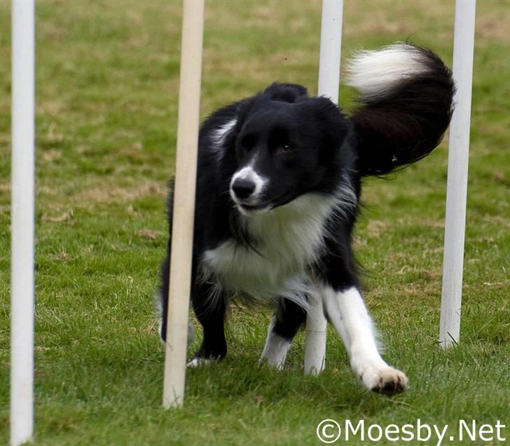 Border collie Sweet - sweet elsker slalom billede 1